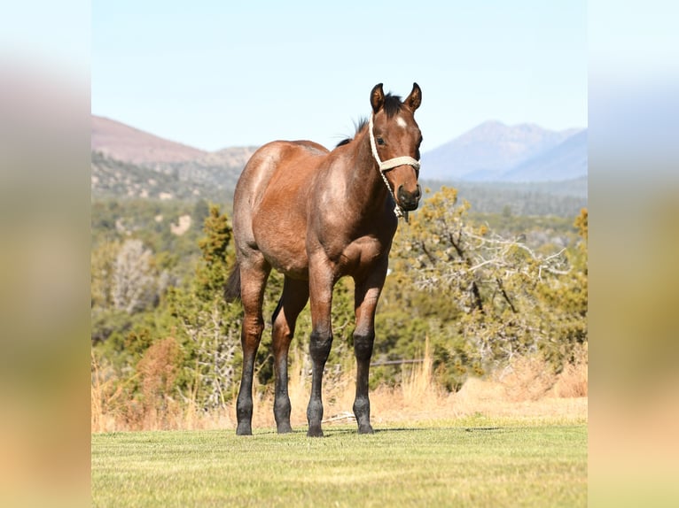 American Quarter Horse Hengst 1 Jahr 152 cm Roan-Bay in Congress