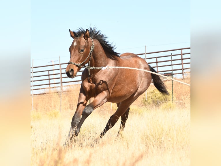 American Quarter Horse Hengst 1 Jahr 152 cm Roan-Bay in Congress