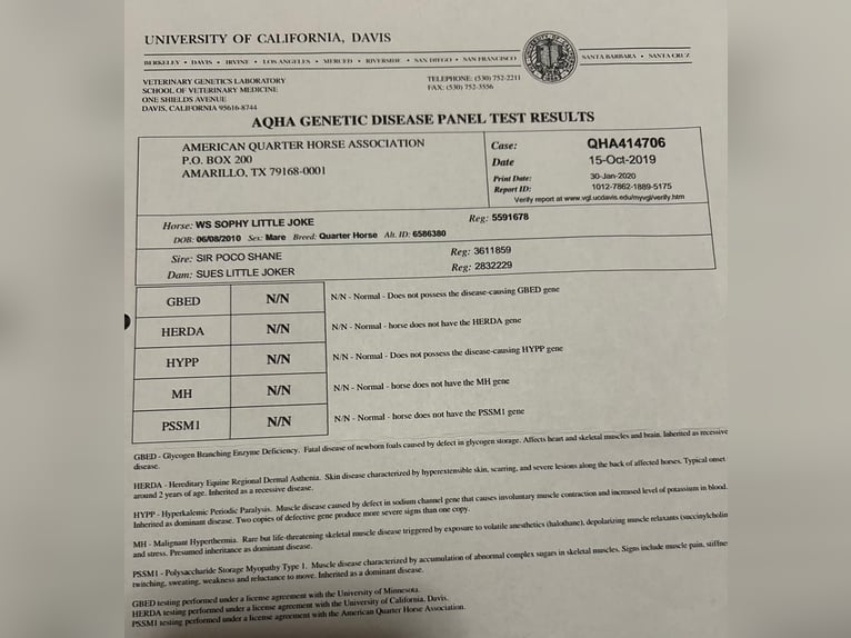 American Quarter Horse Hengst 1 Jahr 152 cm Roan-Bay in Neumünster