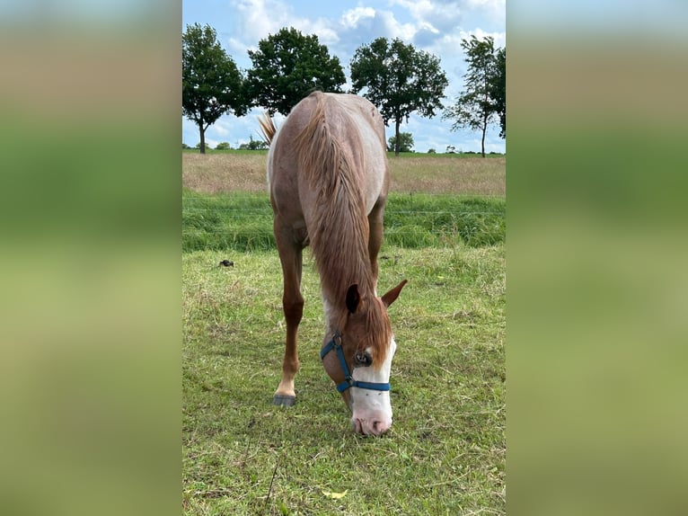 American Quarter Horse Hengst 1 Jahr 152 cm Roan-Red in Kl&#xF6;tze