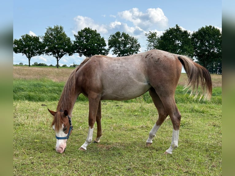 American Quarter Horse Hengst 1 Jahr 152 cm Roan-Red in Kl&#xF6;tze