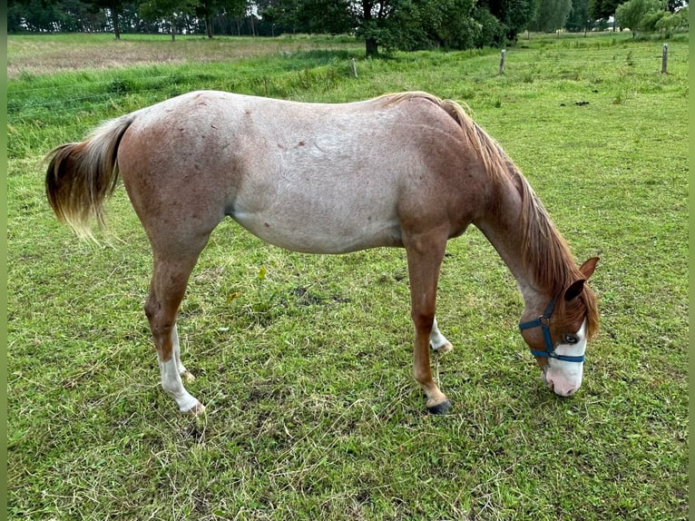 American Quarter Horse Hengst 1 Jahr 152 cm Roan-Red in Kl&#xF6;tze