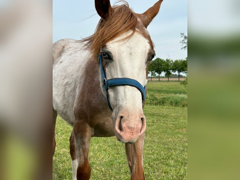 American Quarter Horse Hengst 1 Jahr 152 cm Roan-Red in Kl&#xF6;tze