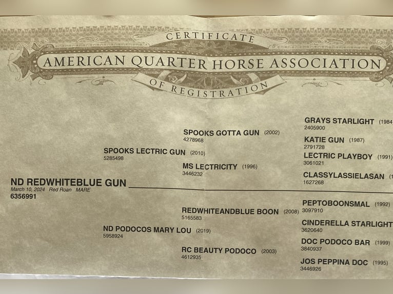 American Quarter Horse Hengst 1 Jahr 152 cm Roan-Red in Kl&#xF6;tze