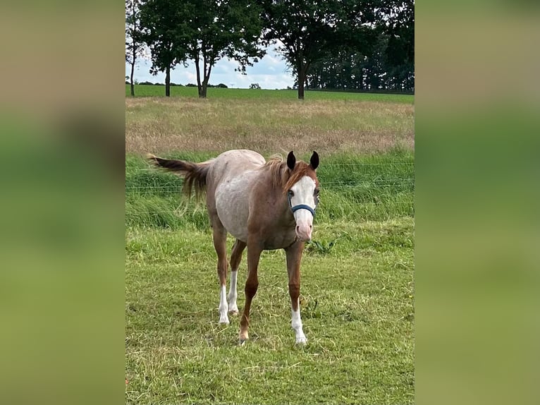 American Quarter Horse Hengst 1 Jahr 152 cm Roan-Red in Kl&#xF6;tze