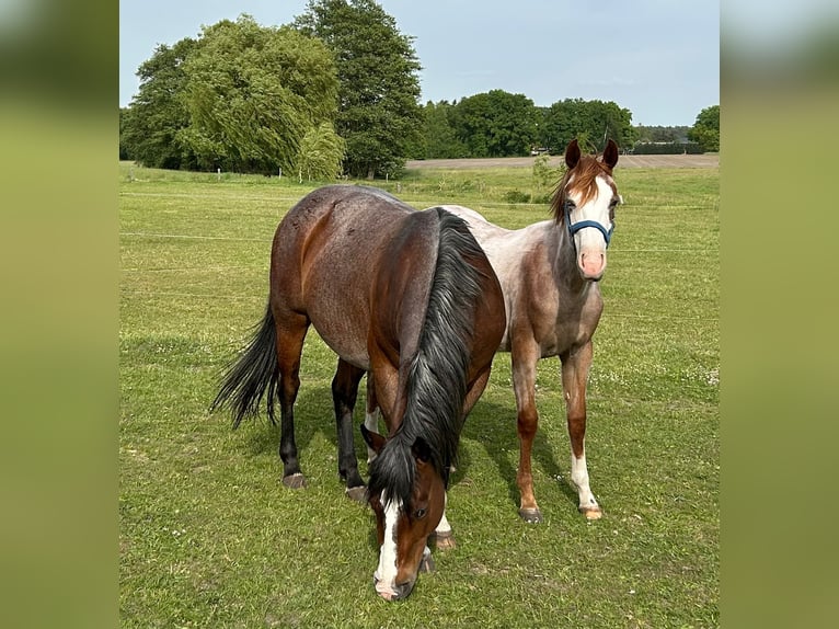 American Quarter Horse Hengst 1 Jahr 152 cm Roan-Red in Kl&#xF6;tze
