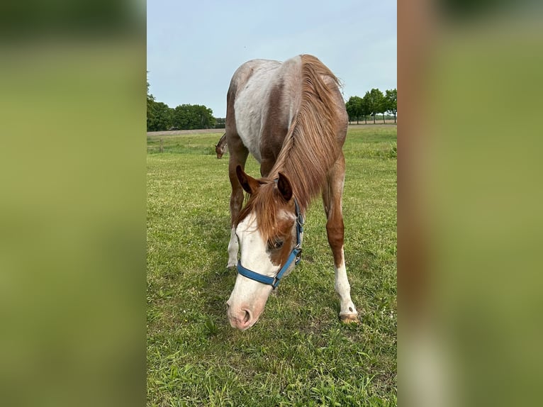 American Quarter Horse Hengst 1 Jahr 152 cm Roan-Red in Kl&#xF6;tze