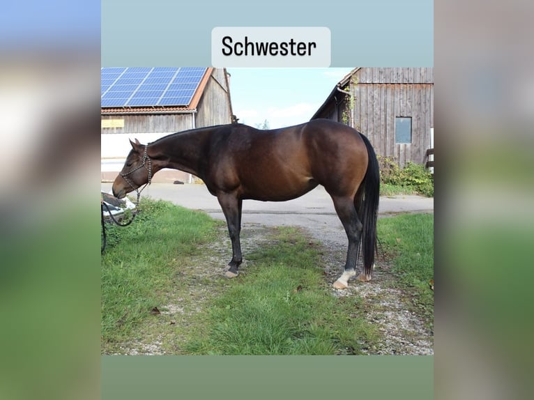 American Quarter Horse Hengst 1 Jahr 153 cm Buckskin in Welzheim