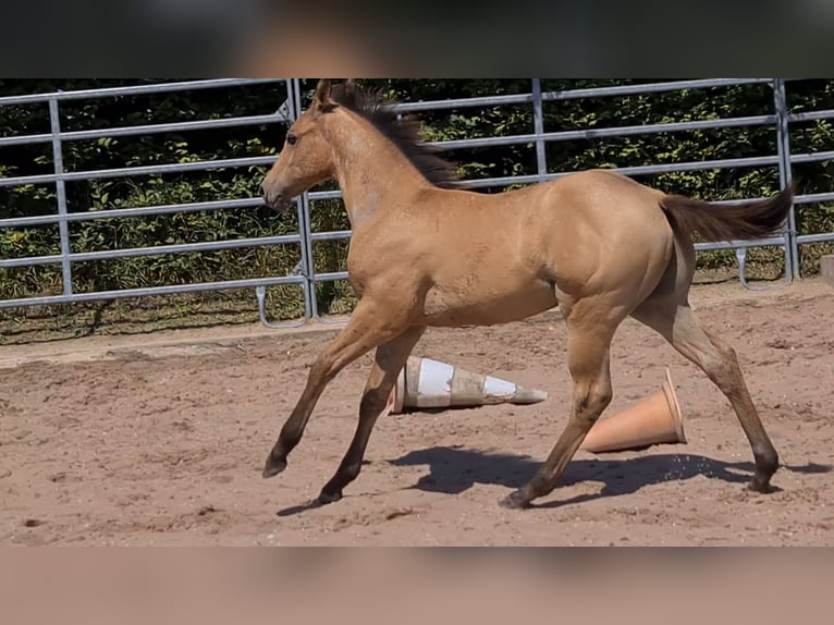 American Quarter Horse Hengst 1 Jahr 153 cm Buckskin in Langenbach