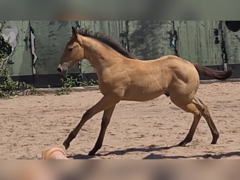 American Quarter Horse Hengst 1 Jahr 153 cm Buckskin in Langenbach