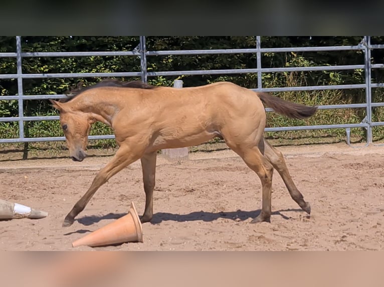 American Quarter Horse Hengst 1 Jahr 153 cm Buckskin in Langenbach