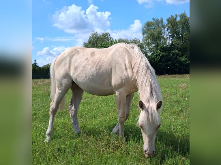 American Quarter Horse Mix Hengst 1 Jahr 153 cm Champagne in Lorup