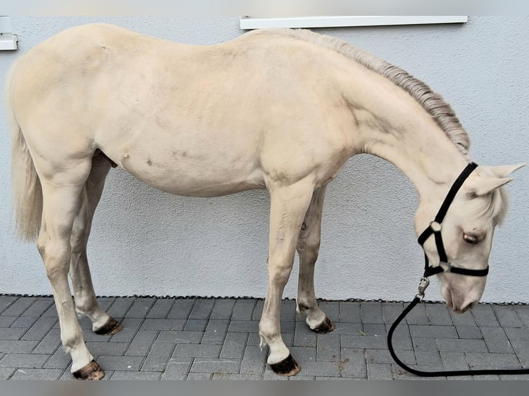 American Quarter Horse Mix Hengst 1 Jahr 153 cm Champagne in Lorup