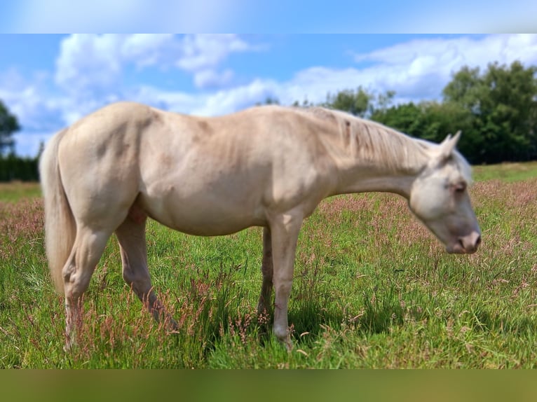 American Quarter Horse Mix Hengst 1 Jahr 153 cm Champagne in Lorup