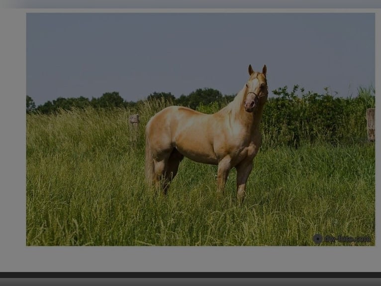 American Quarter Horse Mix Hengst 1 Jahr 153 cm Champagne in Lorup