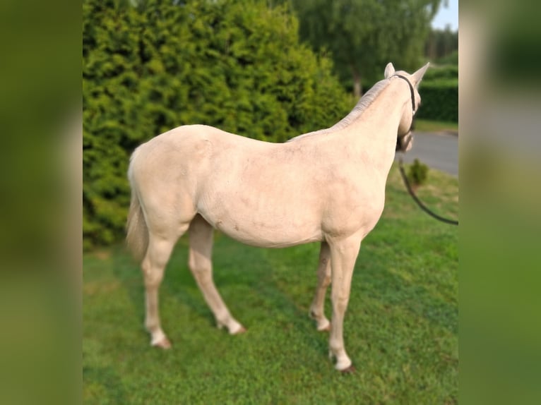 American Quarter Horse Mix Hengst 1 Jahr 153 cm Champagne in Lorup