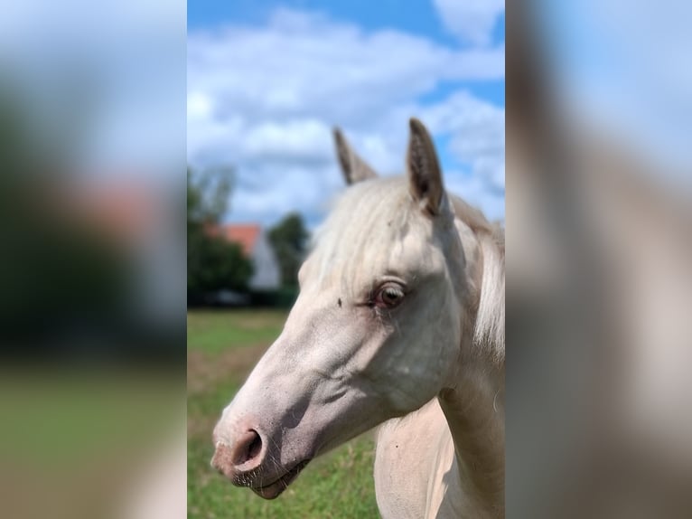American Quarter Horse Mix Hengst 1 Jahr 153 cm Champagne in Lorup