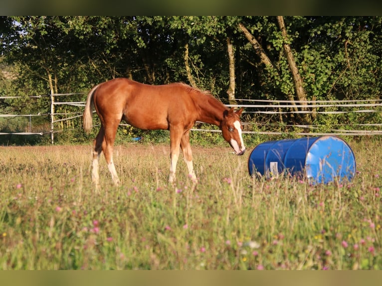 American Quarter Horse Hengst 1 Jahr 153 cm Fuchs in Breitenbach