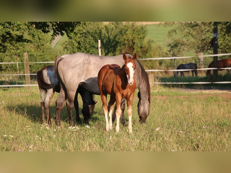American Quarter Horse Hengst 1 Jahr 153 cm Fuchs in Breitenbach