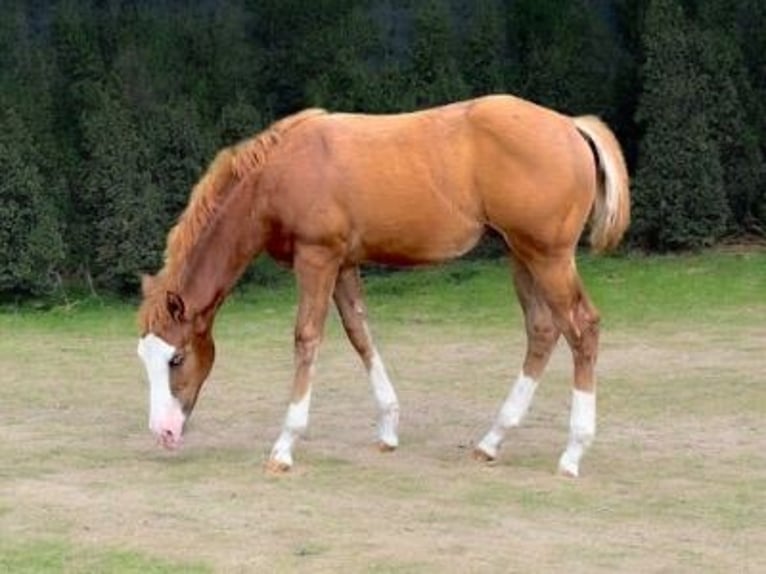 American Quarter Horse Hengst 1 Jahr 153 cm Fuchs in Königsmoos