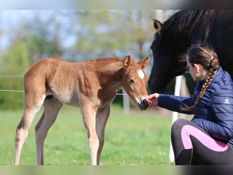 American Quarter Horse Hengst 1 Jahr 153 cm Fuchs in Börgerende-Rethwisch