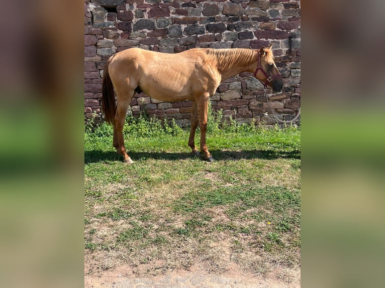 American Quarter Horse Hengst 1 Jahr 153 cm Red Dun in Reichelsheim