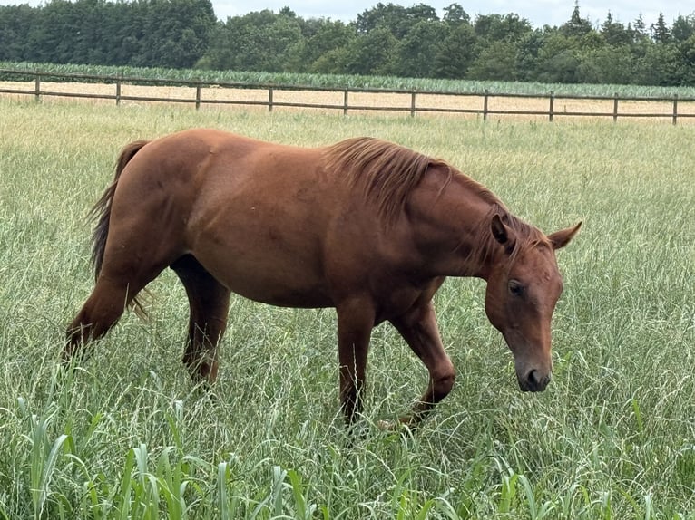 American Quarter Horse Hengst 1 Jahr 153 cm  in Lahn