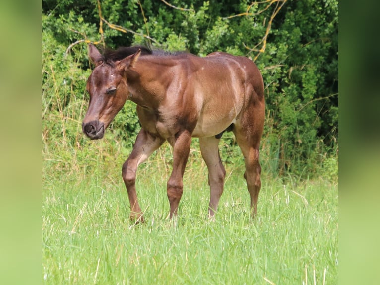 American Quarter Horse Hengst 1 Jahr 153 cm Roan-Blue in Sankt Wendel