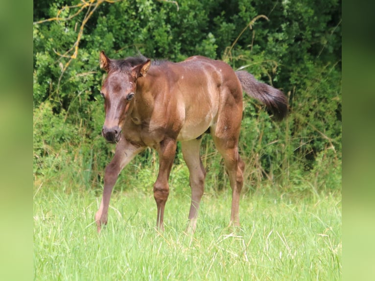 American Quarter Horse Hengst 1 Jahr 153 cm Roan-Blue in Sankt Wendel