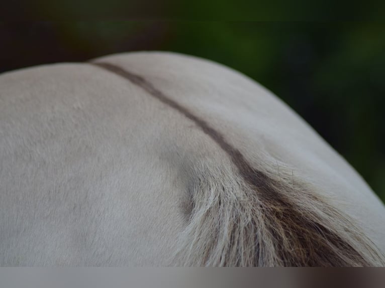 American Quarter Horse Hengst 1 Jahr 154 cm Champagne in Fichtenau