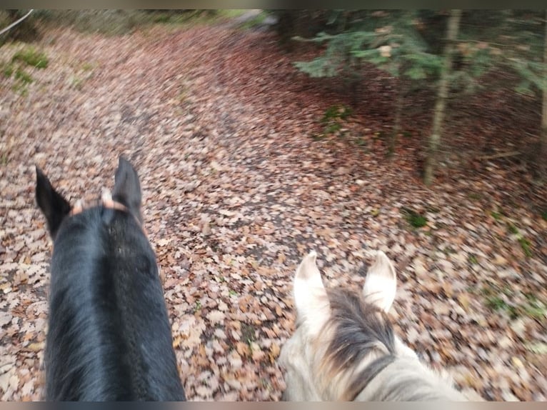 American Quarter Horse Hengst 1 Jahr 154 cm Champagne in Fichtenau