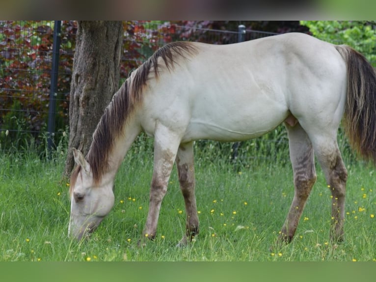 American Quarter Horse Hengst 1 Jahr 154 cm Champagne in Fichtenau