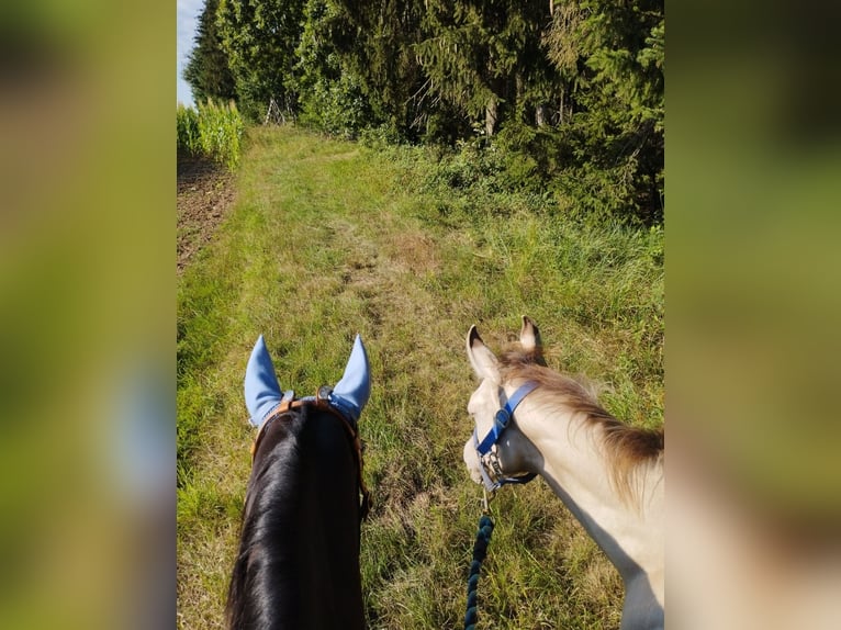 American Quarter Horse Hengst 1 Jahr 154 cm Champagne in Fichtenau
