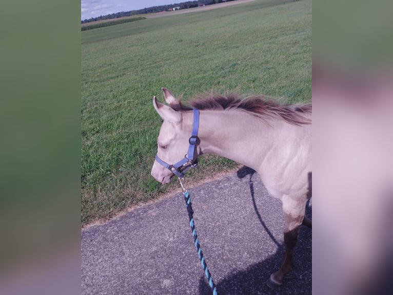 American Quarter Horse Hengst 1 Jahr 154 cm Champagne in Fichtenau