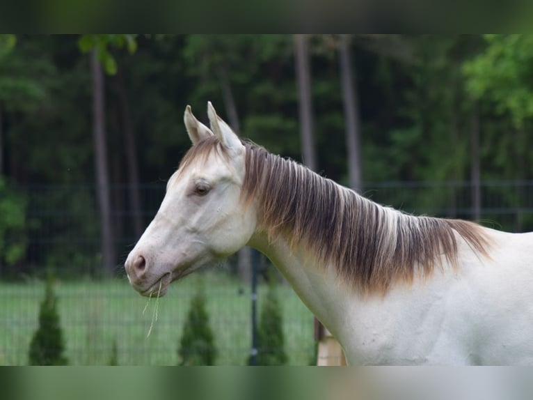 American Quarter Horse Hengst 1 Jahr 154 cm Champagne in Fichtenau