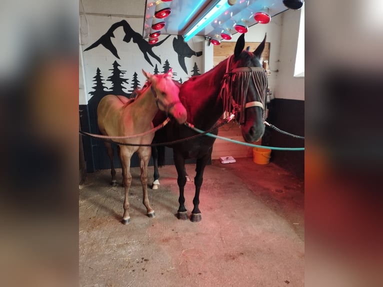 American Quarter Horse Hengst 1 Jahr 154 cm Champagne in Fichtenau