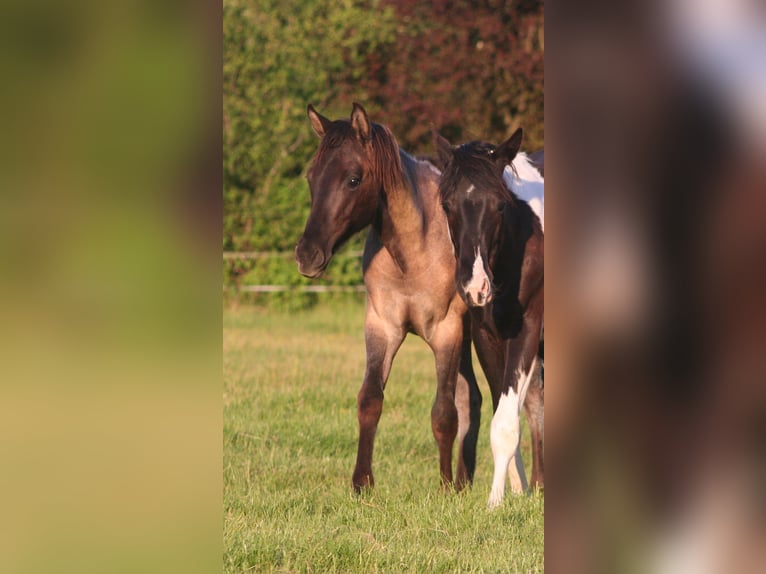 American Quarter Horse Hengst 1 Jahr 154 cm Grullo in D&#xFC;sseldorf