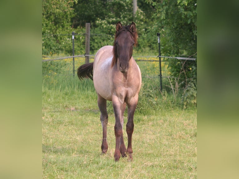 American Quarter Horse Hengst 1 Jahr 154 cm Grullo in D&#xFC;sseldorf