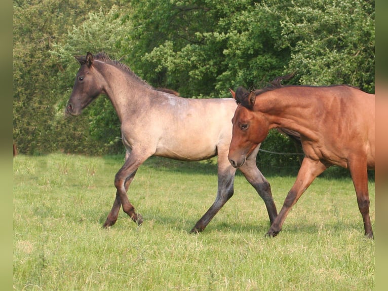 American Quarter Horse Hengst 1 Jahr 154 cm Grullo in D&#xFC;sseldorf