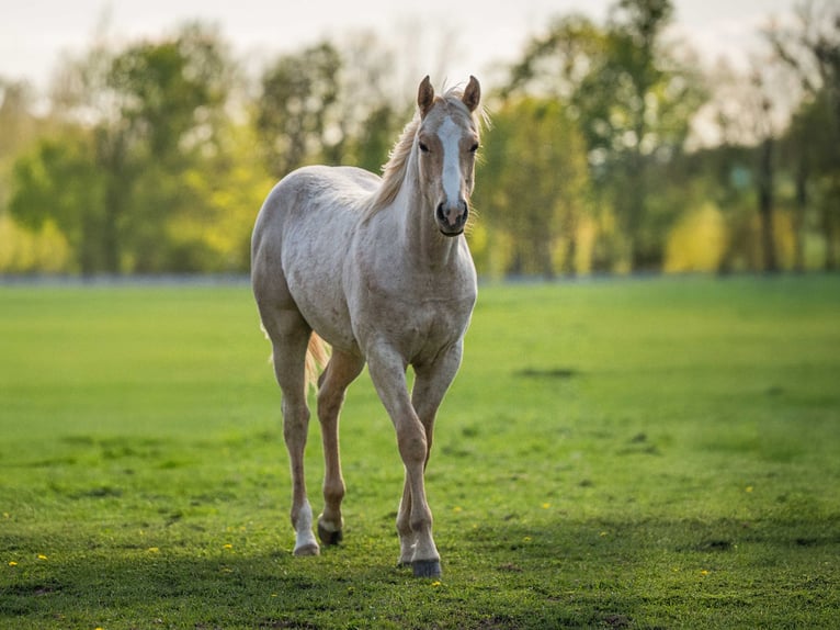 American Quarter Horse Hengst 1 Jahr 154 cm Palomino in Herzberg am Harz