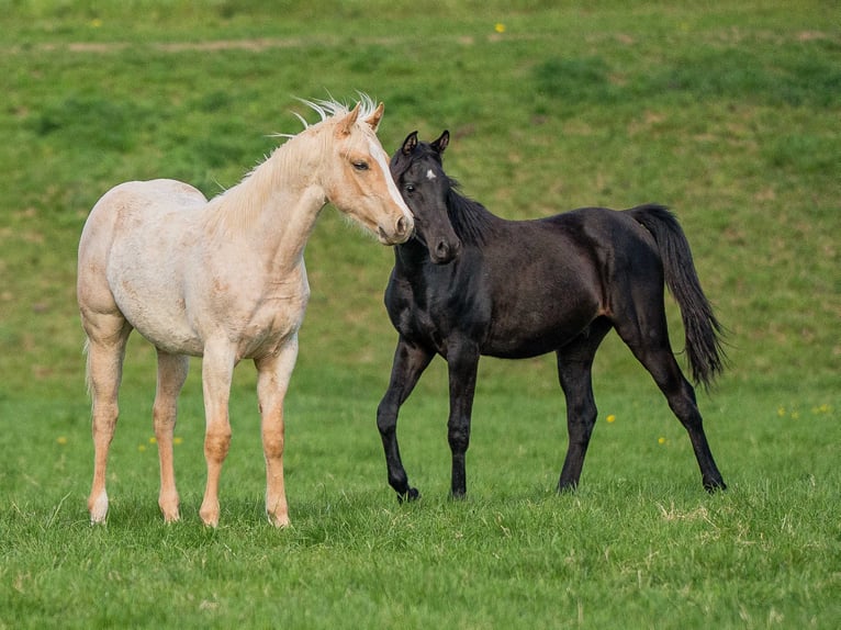 American Quarter Horse Hengst 1 Jahr 154 cm Palomino in Herzberg am Harz