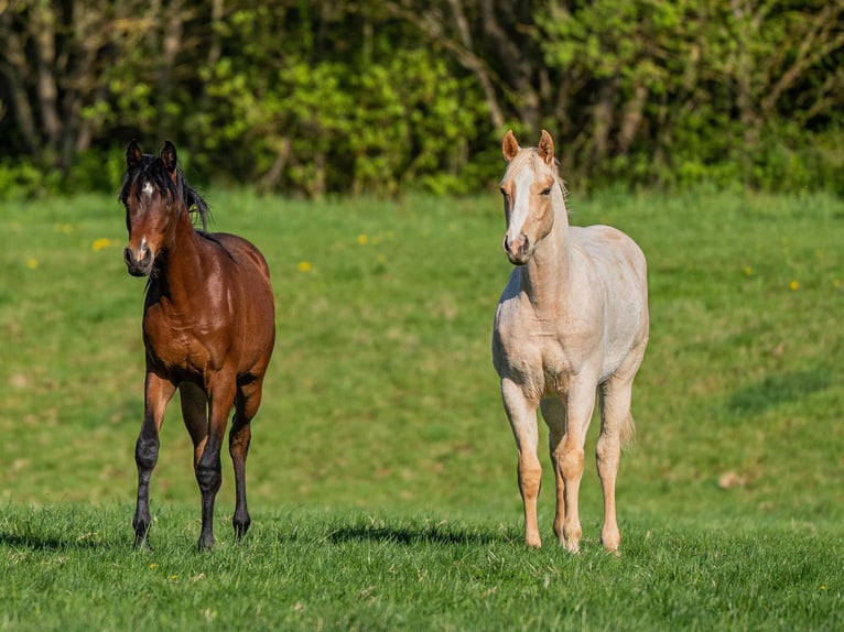 American Quarter Horse Hengst 1 Jahr 154 cm Palomino in Herzberg am Harz