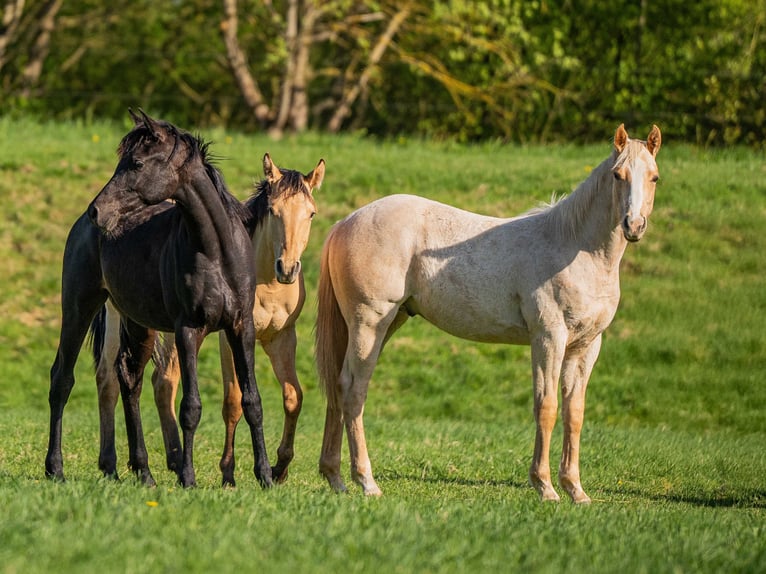 American Quarter Horse Hengst 1 Jahr 154 cm Palomino in Herzberg am Harz