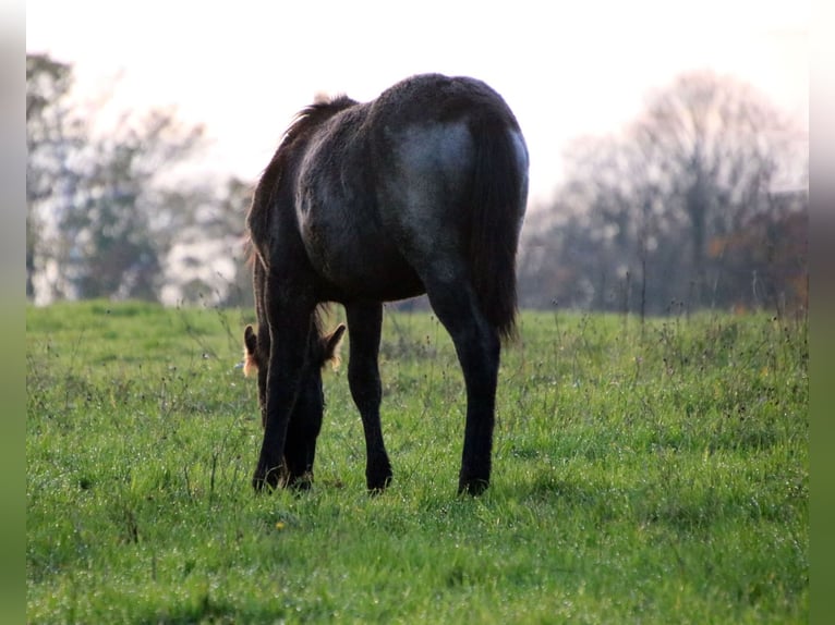 American Quarter Horse Hengst 1 Jahr 154 cm Roan-Blue in Breitenbach