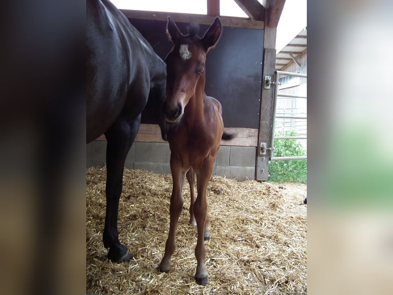 American Quarter Horse Hengst 1 Jahr 154 cm Schwarzbrauner in Mücke