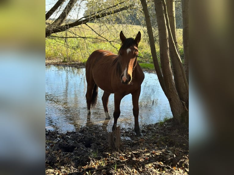 American Quarter Horse Mix Hengst 1 Jahr 155 cm Brauner in Forst