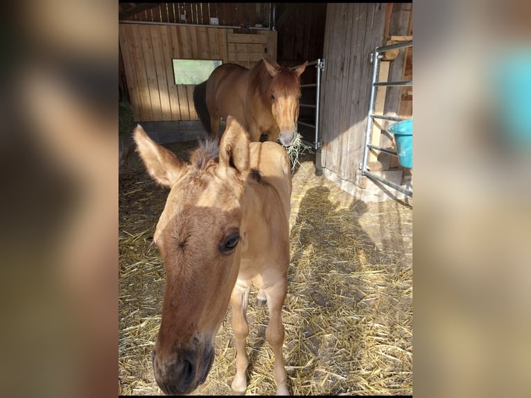 American Quarter Horse Hengst 1 Jahr 155 cm Brauner in Wimm