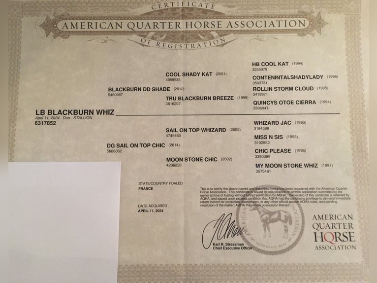 American Quarter Horse Hengst 1 Jahr 155 cm Brauner in Petit-Réderching