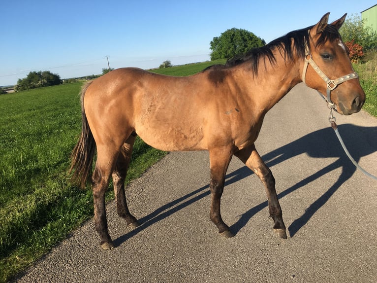 American Quarter Horse Hengst 1 Jahr 155 cm Brauner in Petit-Réderching