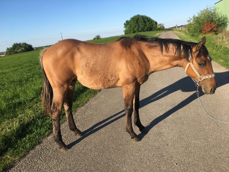 American Quarter Horse Hengst 1 Jahr 155 cm Brauner in Petit-Réderching